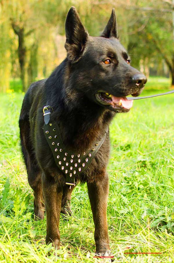 Leather Nickel Plated Spikes Decorated Chest German Shepherd Harness