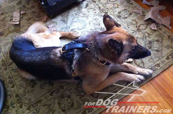 Tracking German Shepherd Harness Leather Dog Supply