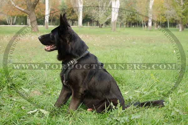 Training German Shepherd Harness Leather Padded