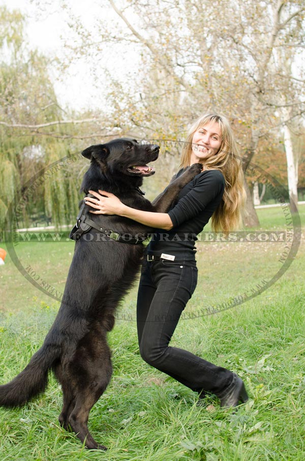 Training German Shepherd Harness Leather with Durable Handle