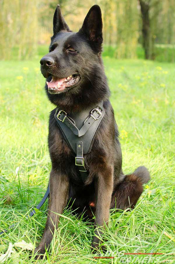 Agitation Training German Shepherd Harness Leather with Padded Chest