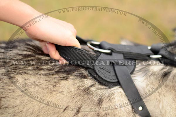 Sturdy D-Ring of Leather Siberian Husky Harness
