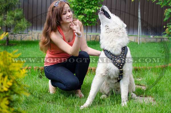 Akita Husky Dog Harness