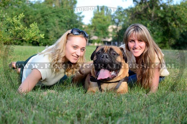 Lightweight Leather Dog Harness for Bullmastiff