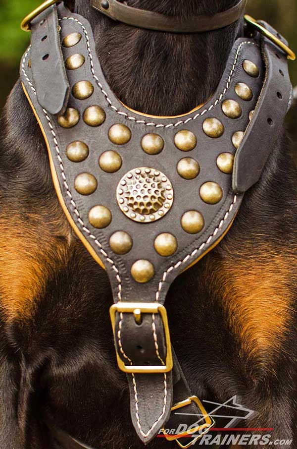 Luxury brass medallion and studs for leather harness for Doberman