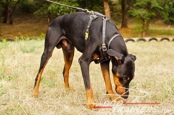 Strong leather harness with easy quick release buckle for Doberman