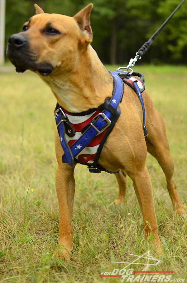 American Pride painted leather harness with extra wide chest plate for Pitbull