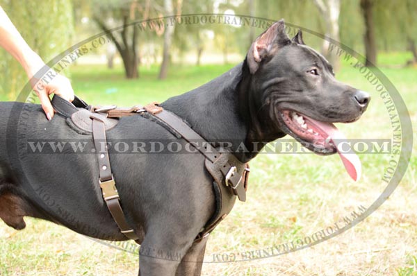 Training Pitbull harness with stitched comfy handle
