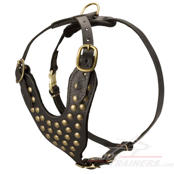 Style and comfort in one dog Harness