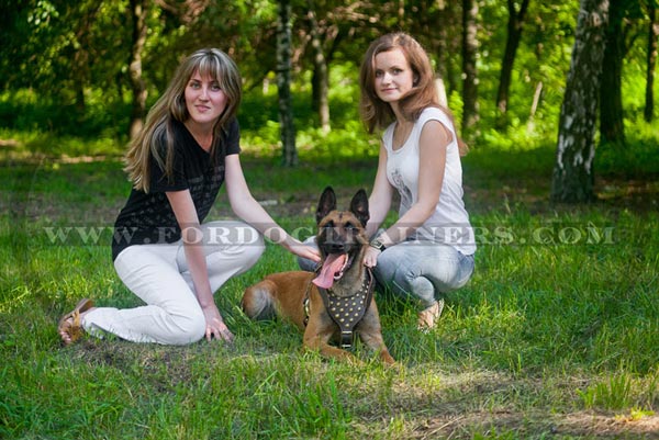 Everyday Malinois harness made of supple leather