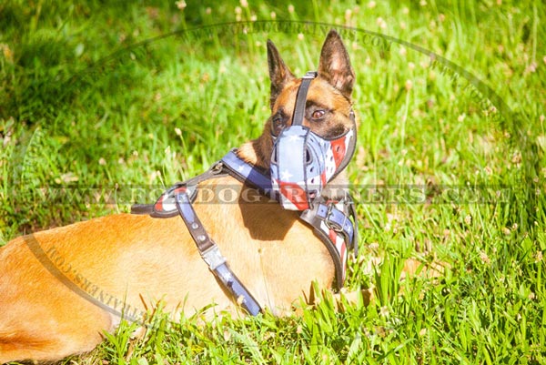 Malinois handcrafted leather harness for walking