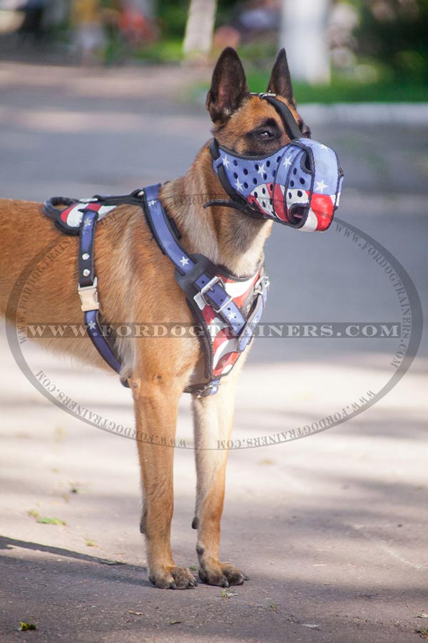 Exclusive leather harness for Malinois