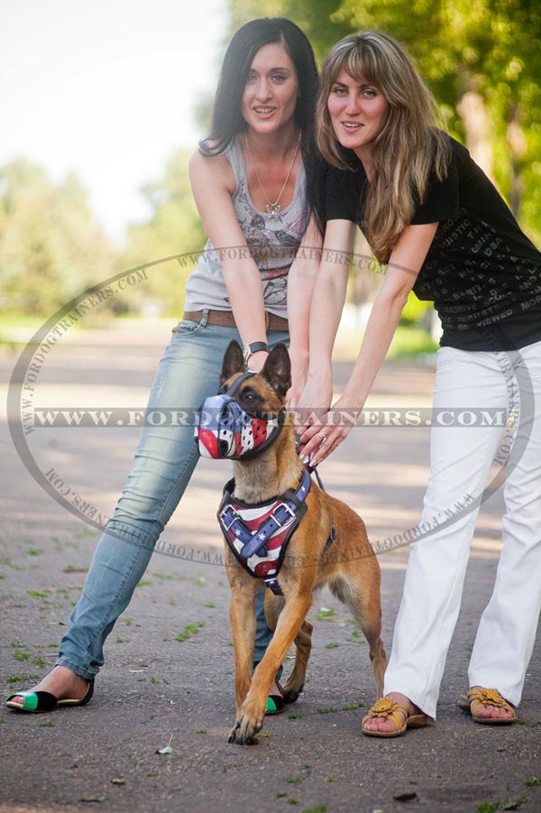 Exquisite leather harness for Malinois walking