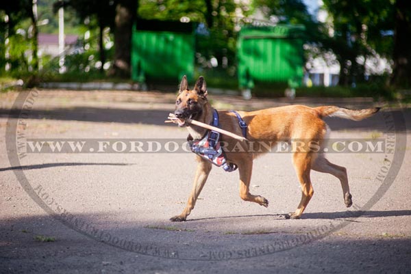 Lightweight leather harness for Malinois