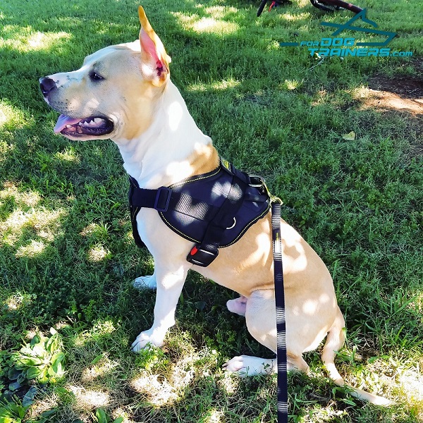 Nylon Amstaff Harness for Any Purpose Your Dog Needs