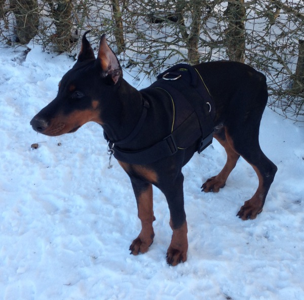 Nylon Doberman Harness