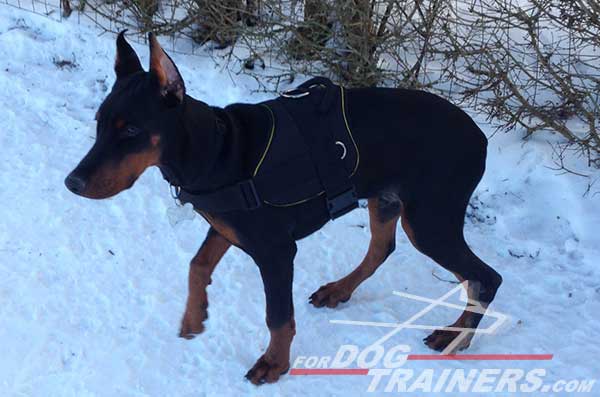 Pulling Nylon Doberman Harness with handle