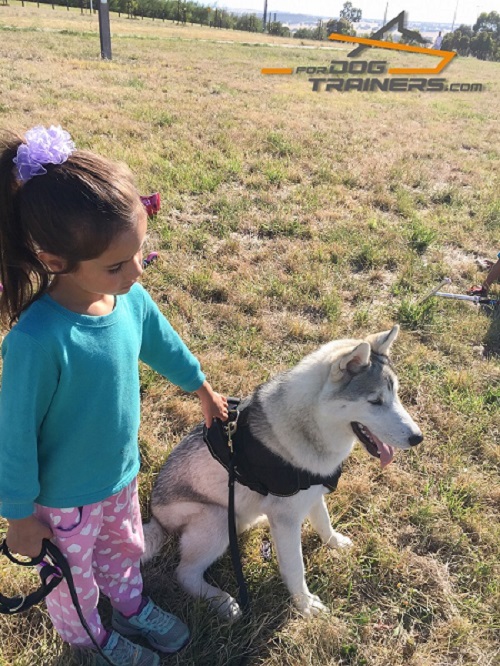 All-Weather Siberian Husky Harness with Padded Chest Plate