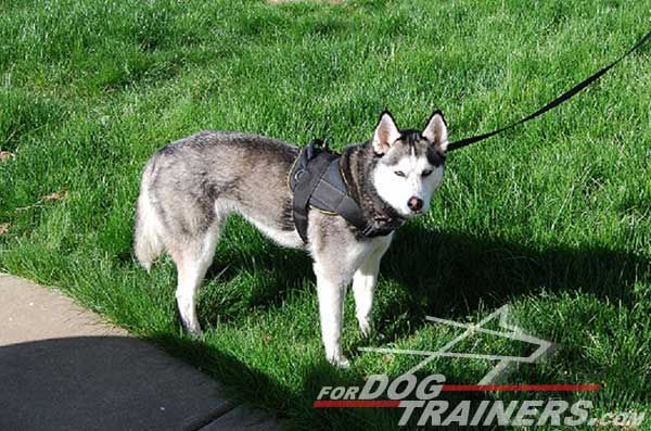 Super lightweight nylon pulling harness for Siberian Husky