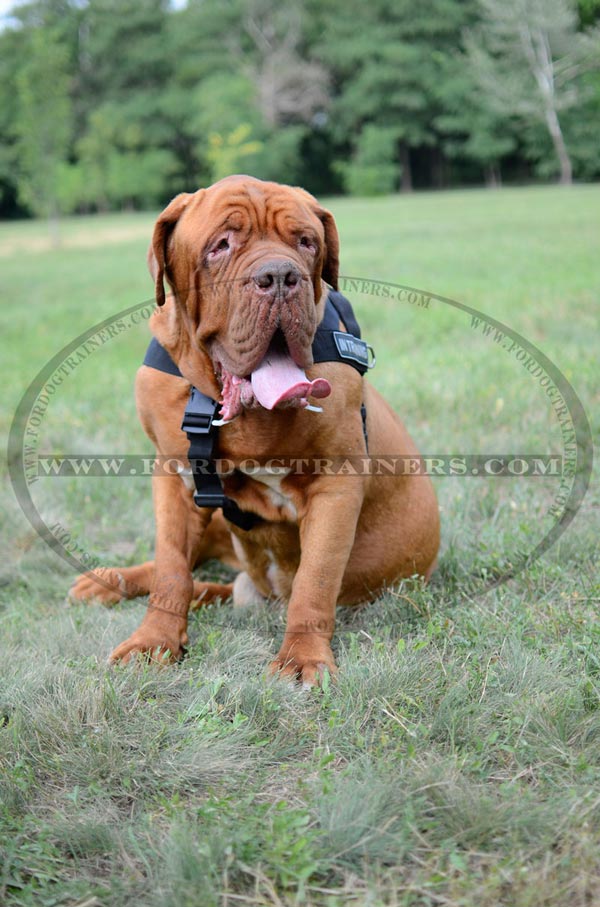 Dog training walking pulling harness with id patches