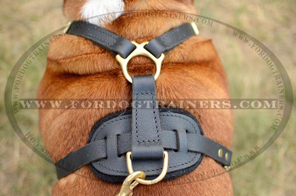 Padded Back Plate of Leather English Bulldog Harness