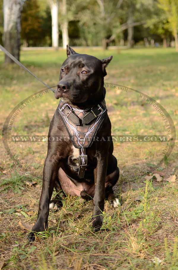 Leather Pitbull Harness Comfortable to Wear