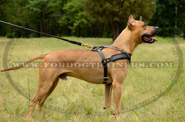 Pulling leather Pitbull harness with extra D-rings on both sides