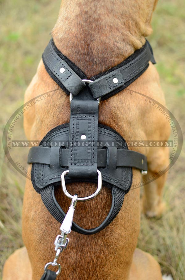 Perfect fit leather Pitbull harness with nickel fittings