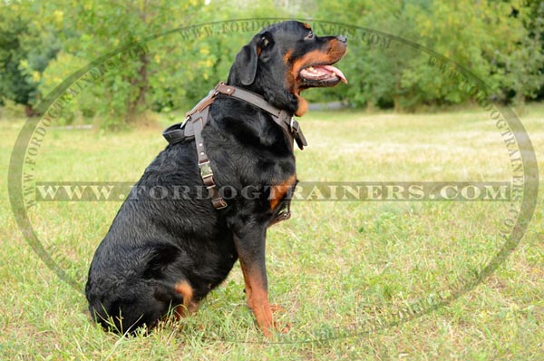 Rottweiler harness with handle for attack training