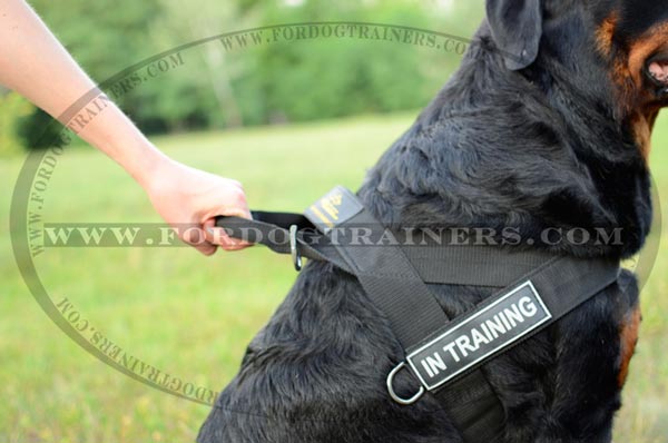 Nylon Dog Harness with easy grip handle