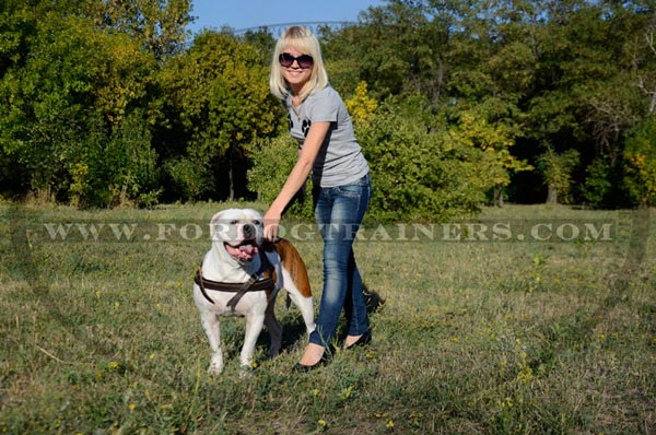 Safe pulling training American Bulldog leather harness