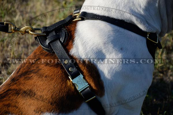 Buckle and brass hardware on harness