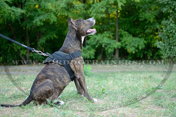 Nylon Pulling Staffordshire Terrier Harness for Training