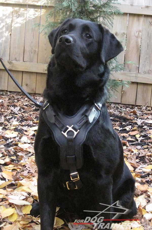 Padded leather Labrador harness stitched for extra durability