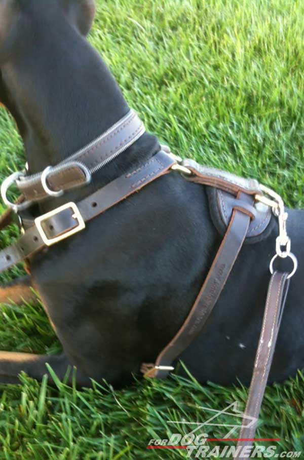 Wide Leather Straps and Back Plate of Leather Doberman Harness
