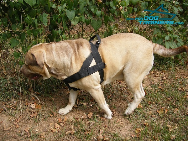 Better Control Nylon Harness - The Best for Large Breeds