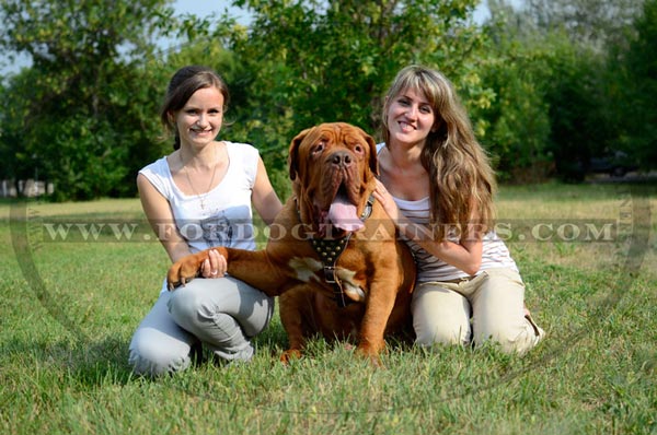 Stuuded dog walking harness for Dogue-de-Bordeaux breed