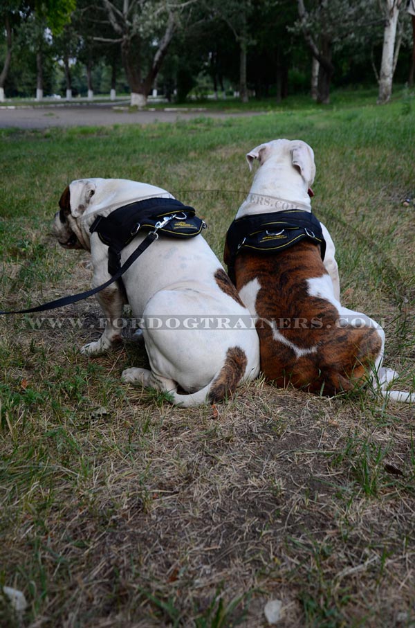 Working dog harness for American Bulldog