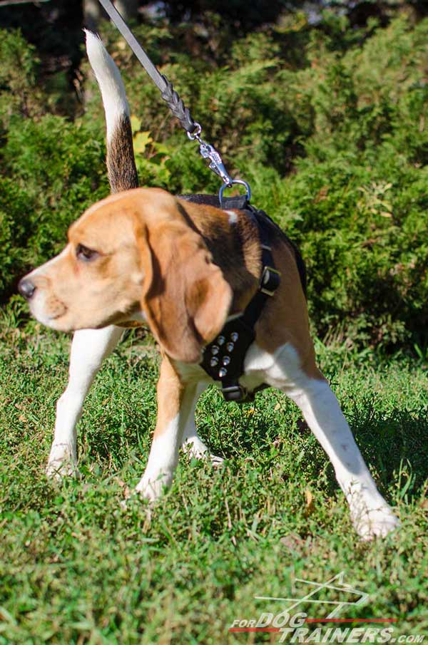 Beagle Leather Harness Designer High Quality Well-Made