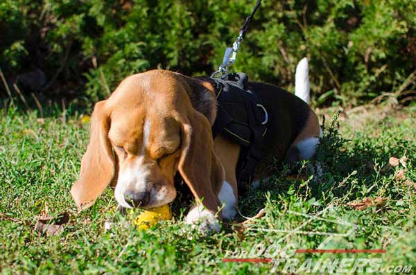 Beagle Nylon Harness With Cushion-Like Chest Plate