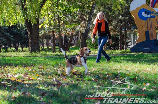 Leather Dog Harness Custom Branded Well-Built for Beagle 