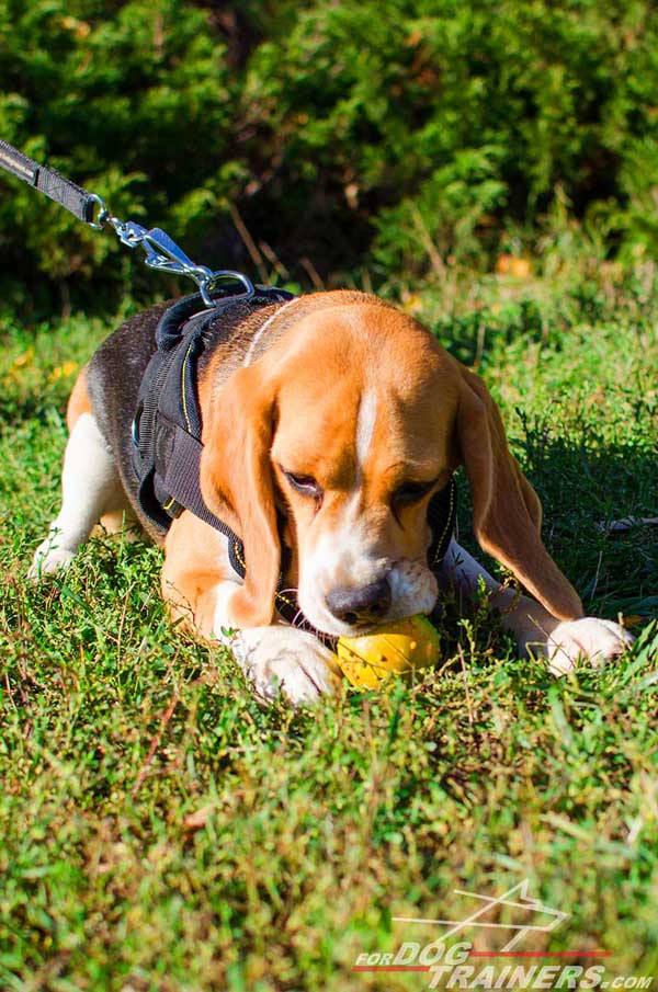Pulling Dog Harness Nylon Well-Built for Beagle's Safety and Comfort