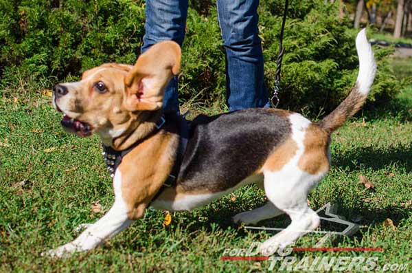 Leather Beagle Harness Studded With Cones Fashionable Outfit