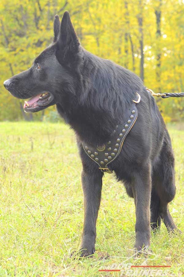 Dressy Leather Dog Harness Studded for Showy Promenades with GSD