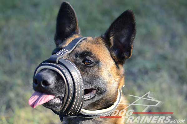 Nappa Leather Padded Open Nosed Melgian Malinois Muzzle