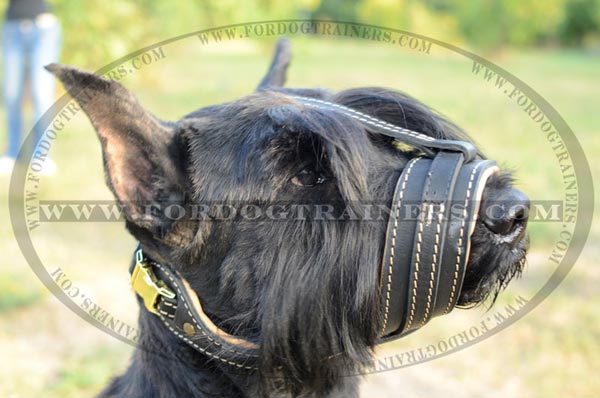 Comfortable leather muzzle for Riesenschnauzer