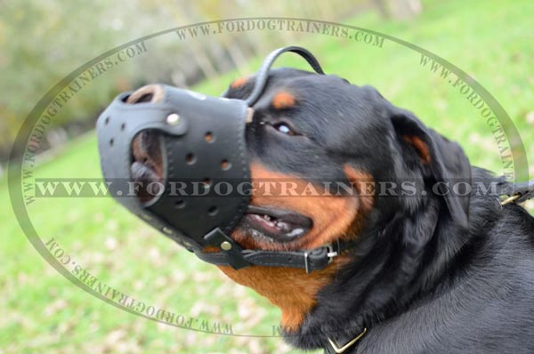 Rottweiler training dog muzzle