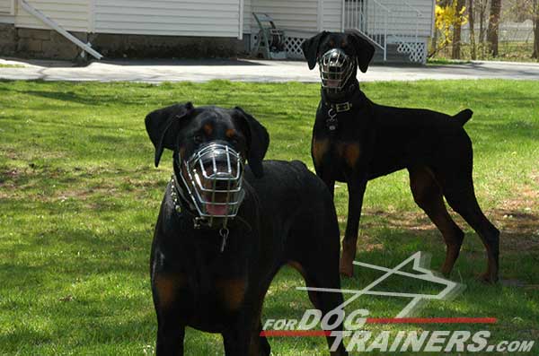 Wire Cage Doberman Muzzle