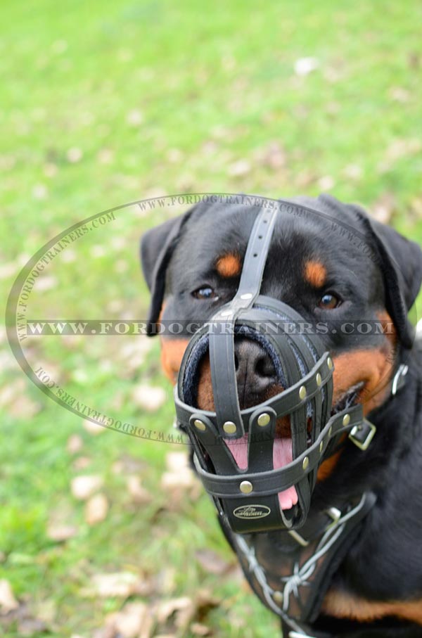 Leather dog muzzle padded for Rottweiler breed