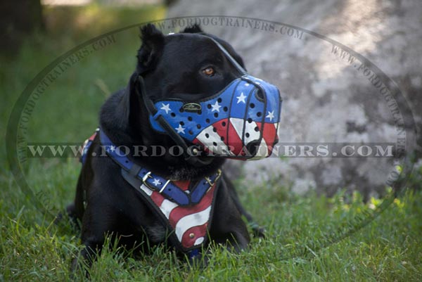 Painted muzzle on Cane Corso